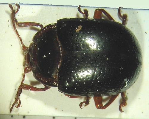 Réf. 6 704 : Chrysolina bankii