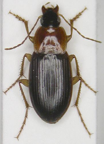 Réf. 6 506 : Calathus cinctus