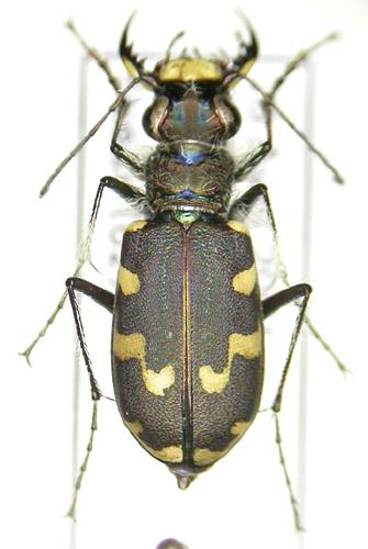 Réf. 6 451 : Cicindela maritima