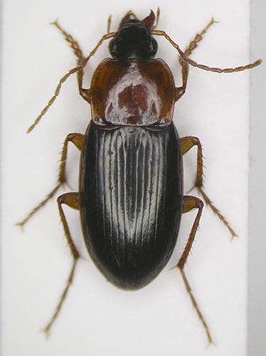 Réf. 6 505 : Calathus melanocephalus