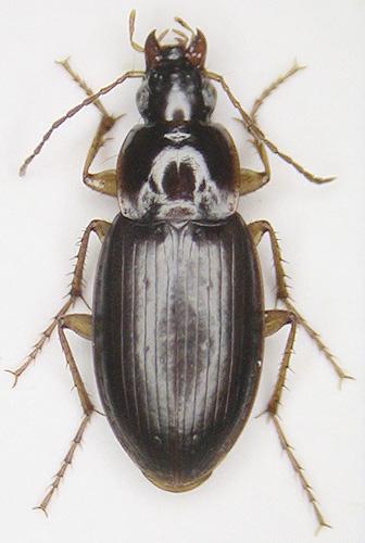 Réf. 6 507 : Calathus mollis