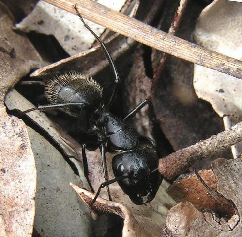 Réf. 6 387 : Camponotus vagus