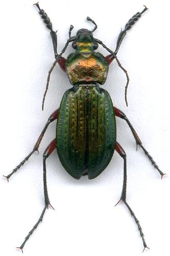 Carabus arvensis