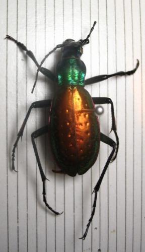 Réf. 6 892 : Carabus rutilans