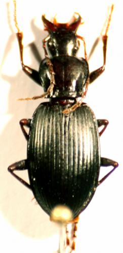 Réf. 6 334 : Laemostenus oblongus