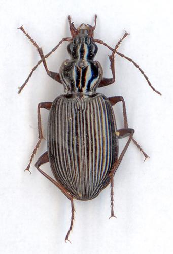 Réf. 6 139 : Platynus assimilis