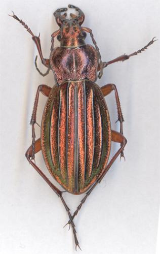 Carabus auronitens auronitens