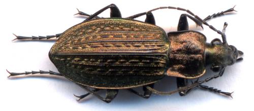 Carabus granulatus