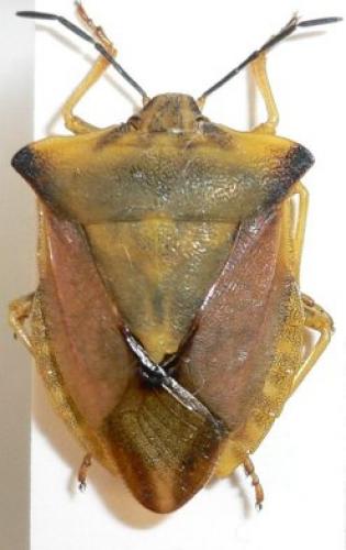 Réf. 6 783 : Carpocoris fuscispinus