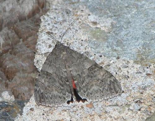 Réf. 6 265 : Catocala nupta