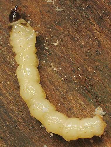 Réf. 6 856 : Agapanthia villosoviridescens