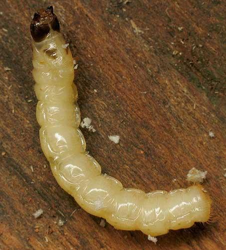 Réf. 6 857 : Agapanthia villosoviridescens