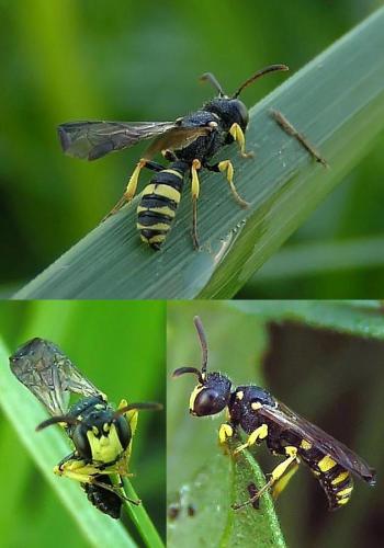 Cerceris sabulosa