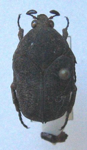 Hoplopyga cerdani