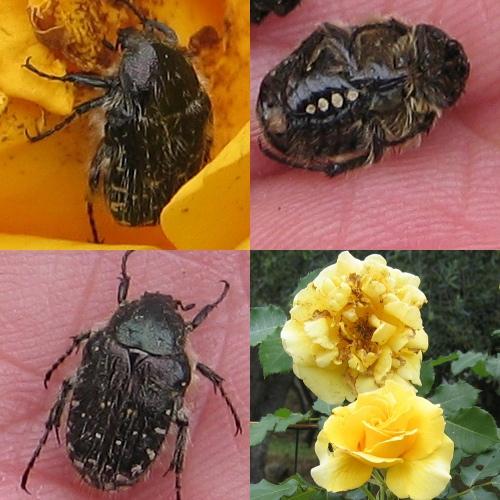 Oxythyrea funesta