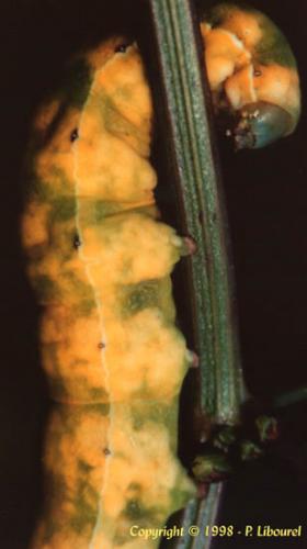 Aporophyla sp.