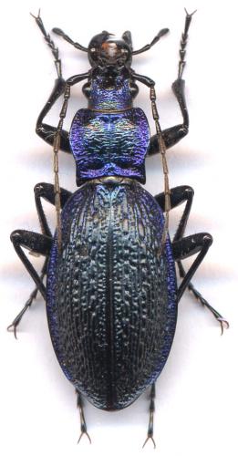 Réf. 6 735 : Carabus intricatus