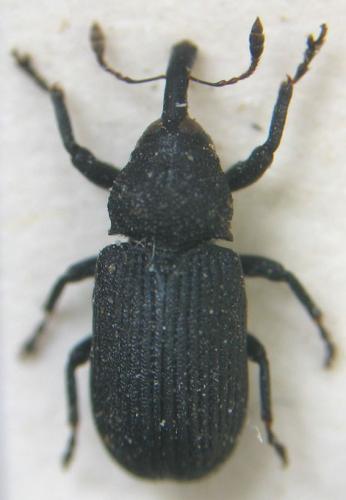 Magdalis cerasi