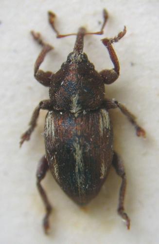 Réf. 6 993 : Tychius quinquepunctatus
