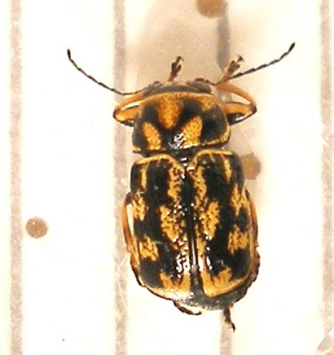 Pachybrachis sp.