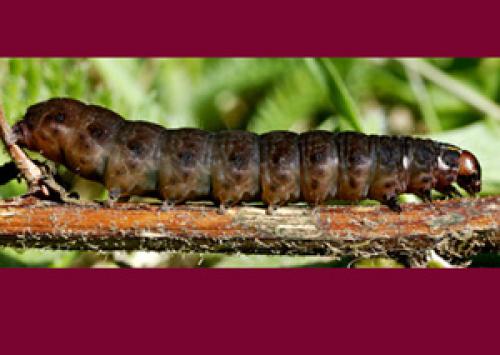 Eupsilia transversa