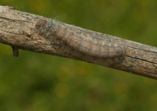 Réf. 6 678 : Poecilocampa alpina canensis