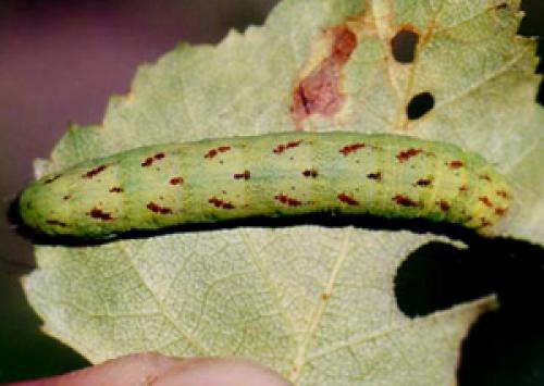 Lacanobia contigua