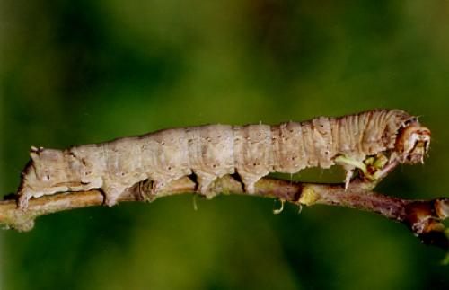 Allophyes oxyacanthae