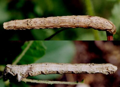 Crocallis elinguaria