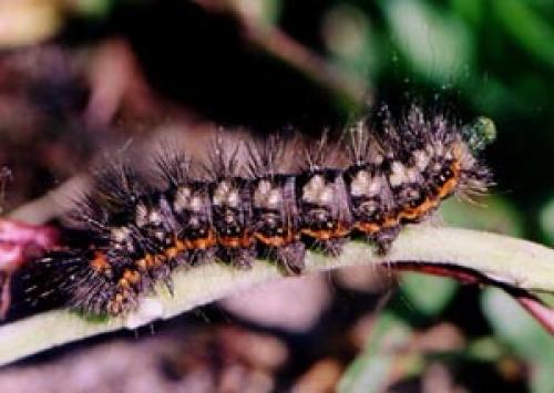 Réf. 6 682 : Acronicta euphorbiae