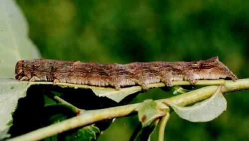 Allophyes oxyacanthae