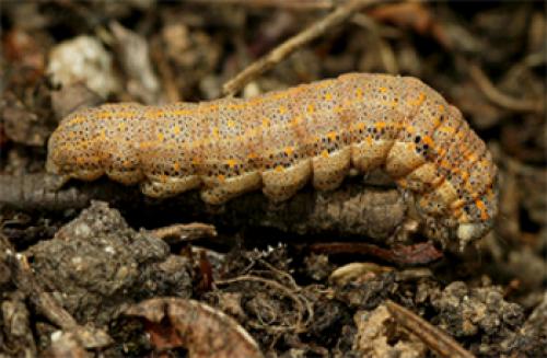 Réf. 6 810 : Aedia funesta