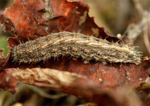 Hoplodrina ambigua