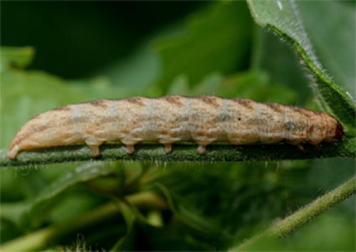 Hadena sp.