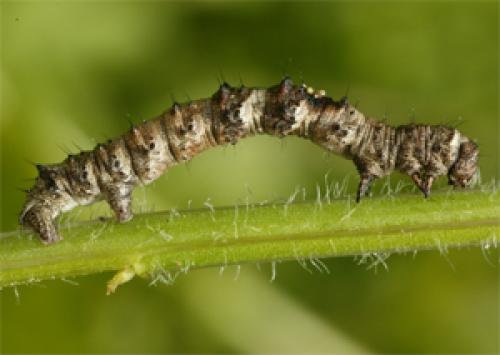 Phigalia pilosaria
