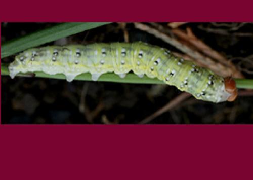 Achlya flavicornis