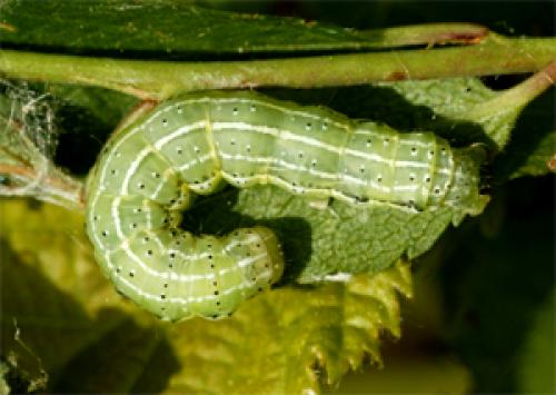 Cosmia trapezina