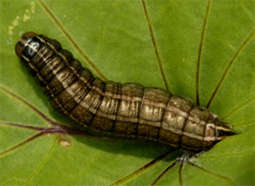 Réf. 6 677 : Tholera cespitis