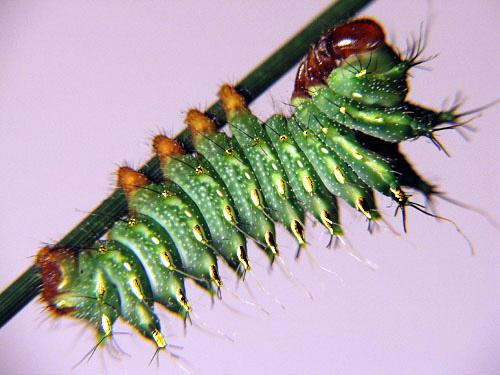 Actias dubernardi