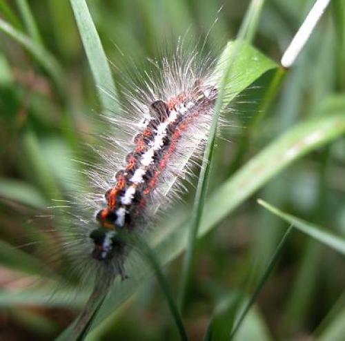 Euproctis similis