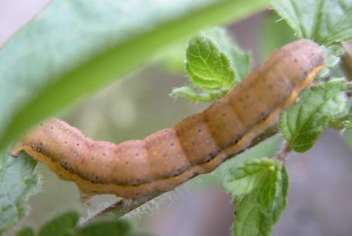 Lacanobia oleracea