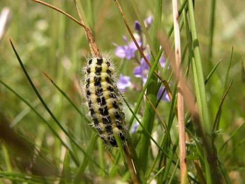 Réf. 6 170 : Zygaena trifolii