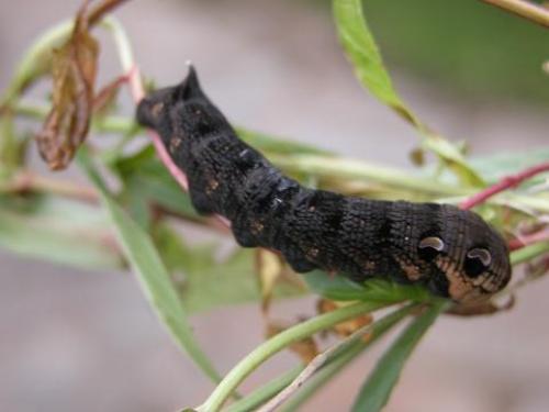 Deilephila elpenor