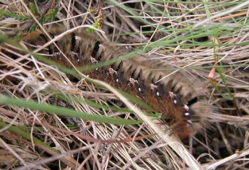 Lasiocampa quercus