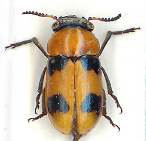 Réf. 6 655 : Coptocephala sp.