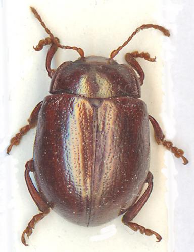 Chrysolina staphylaea