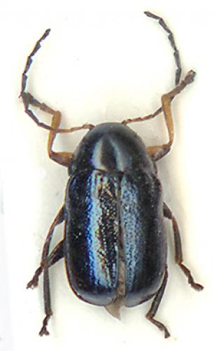 Réf. 6 685 : Cryptocephalus nitidus