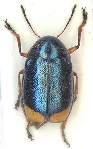 Réf. 6 656 : Cryptocephalus schaefferi