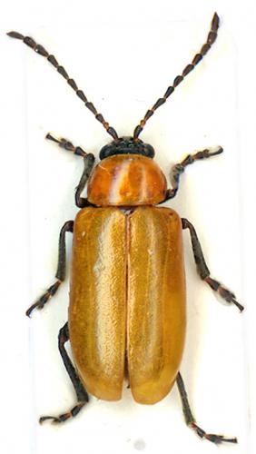 Réf. 6 654 : Exosoma lusitanicum