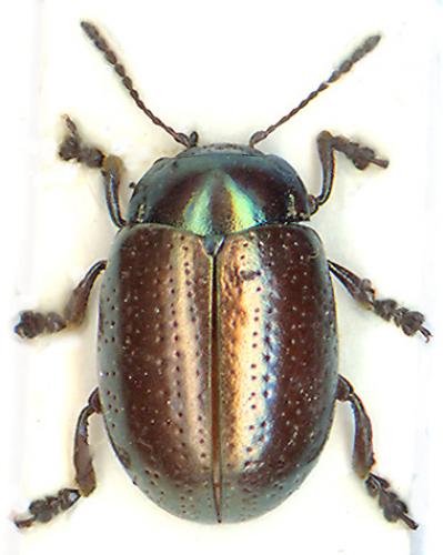 Chrysolina hyperici